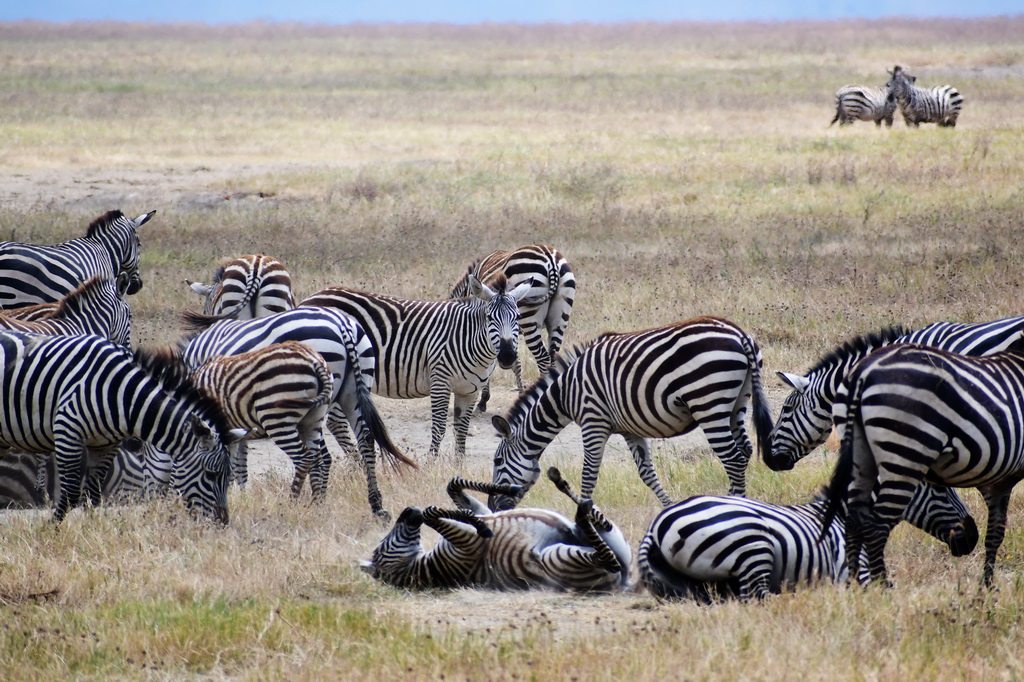 Ngorongoro Crater